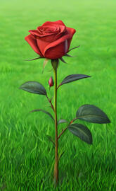 beutiful rose by trustpvc