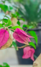 Pink Bougainvillea