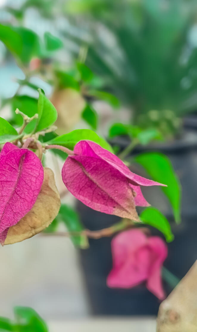 Pink Bougainvillea
