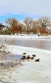 Winter geese
