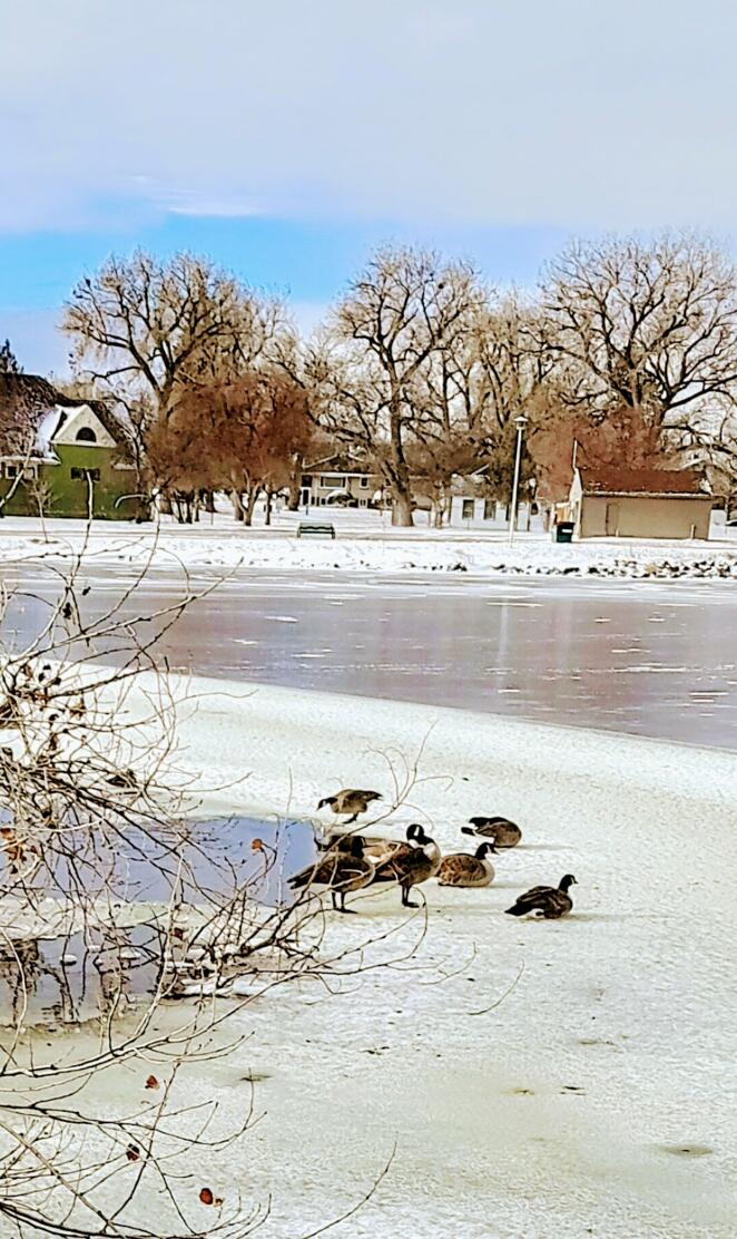 Winter geese
