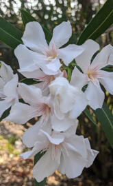 Oleander burst
