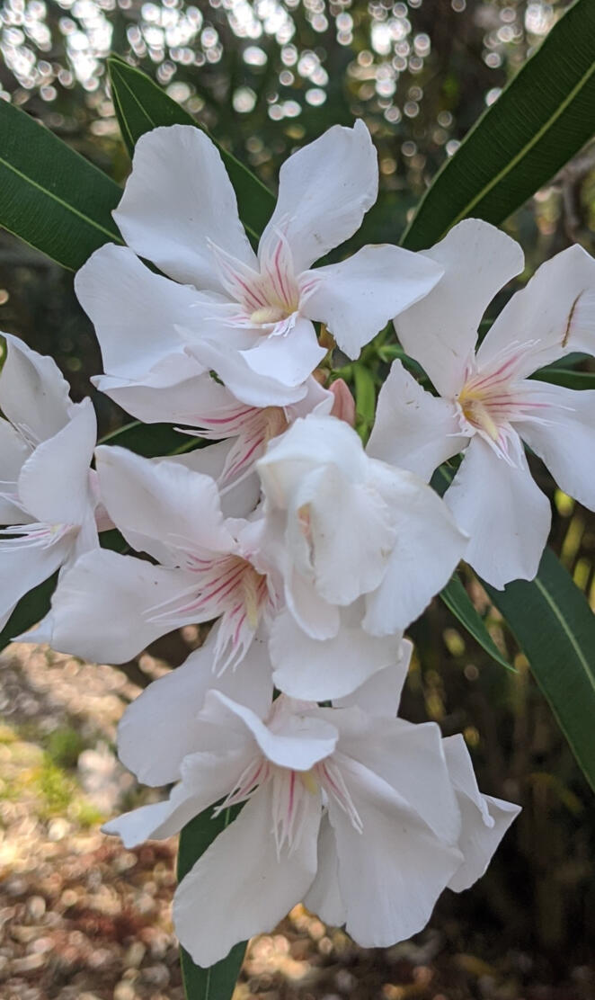 Oleander burst