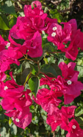 Bougainvillea burst