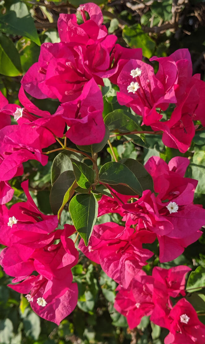 Bougainvillea burst