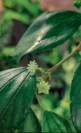 Springtime Kaleidoscope: Bursting Blossoms and Greenery