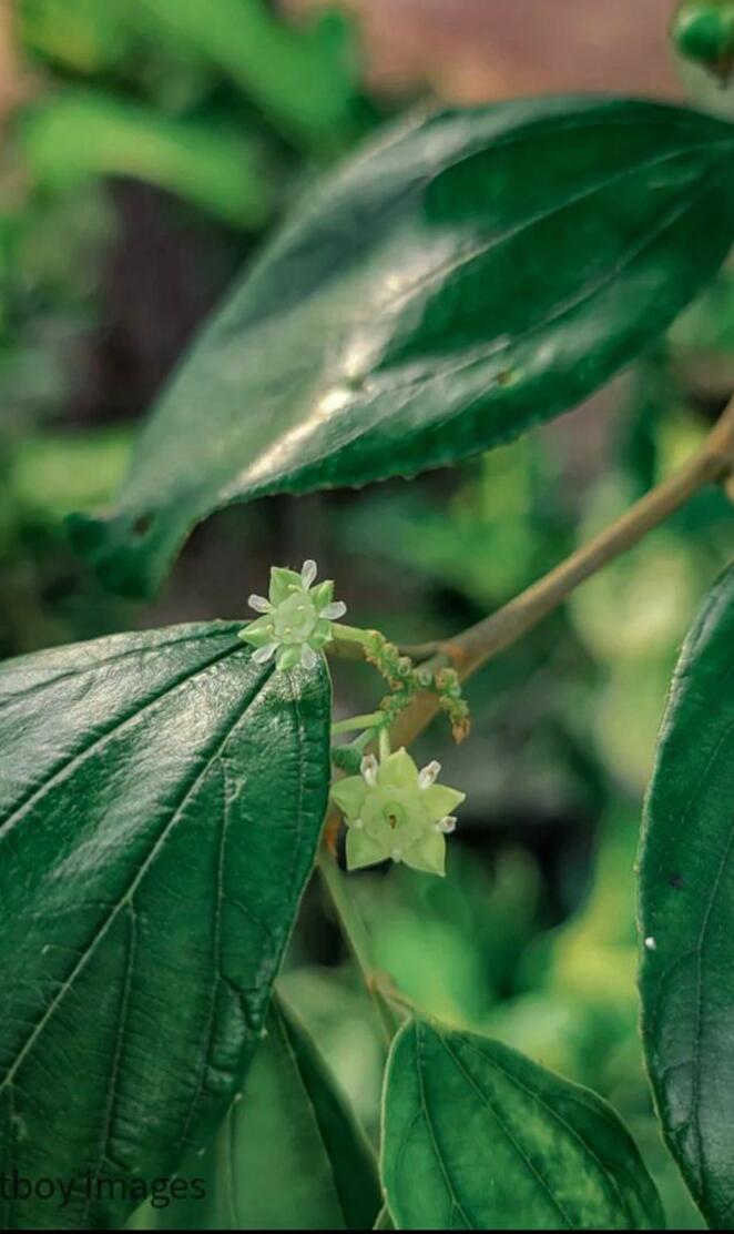 Springtime Kaleidoscope: Bursting Blossoms and Greenery