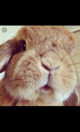 bunny