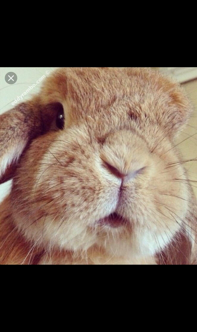 bunny