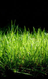 Grass Macro QHD