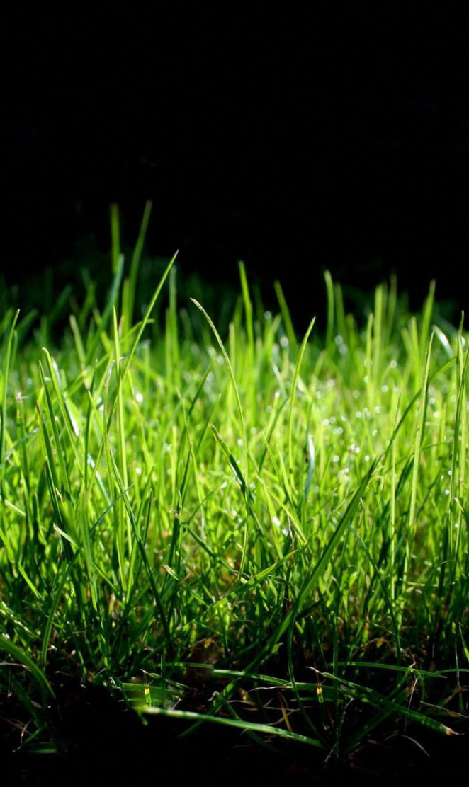 Grass Macro QHD