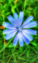 Blue flower