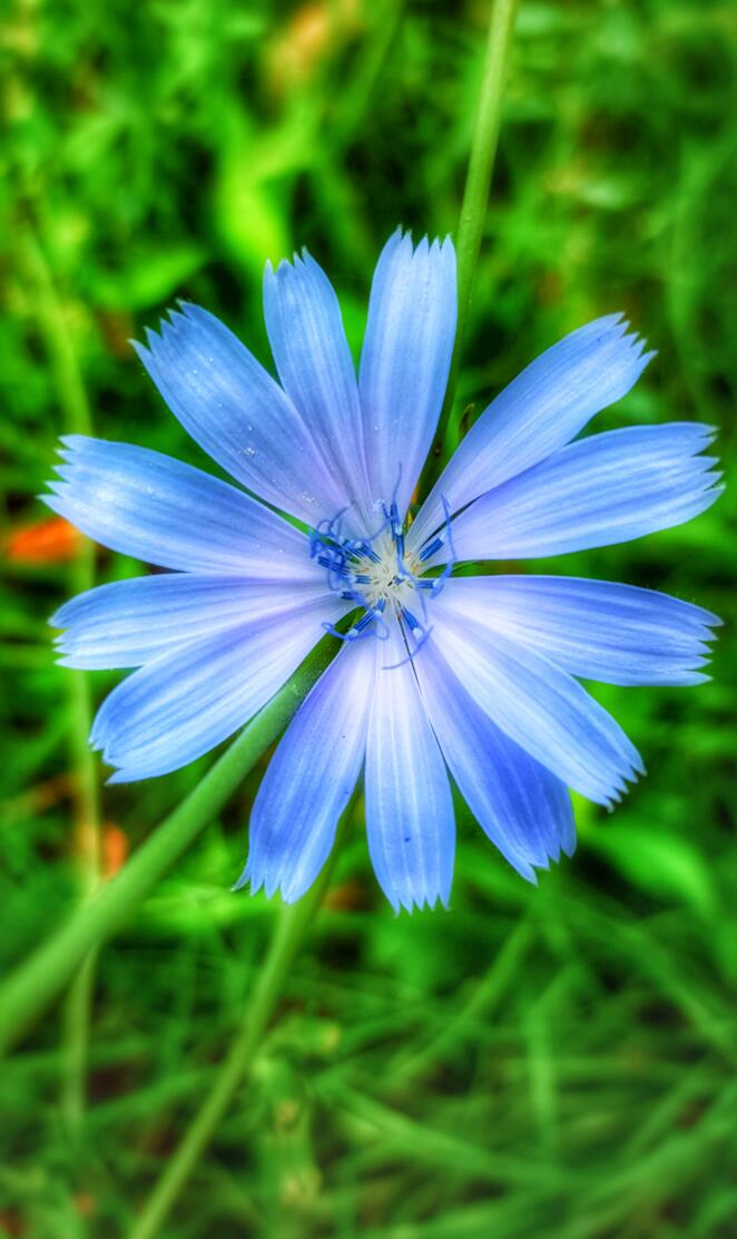 Blue flower