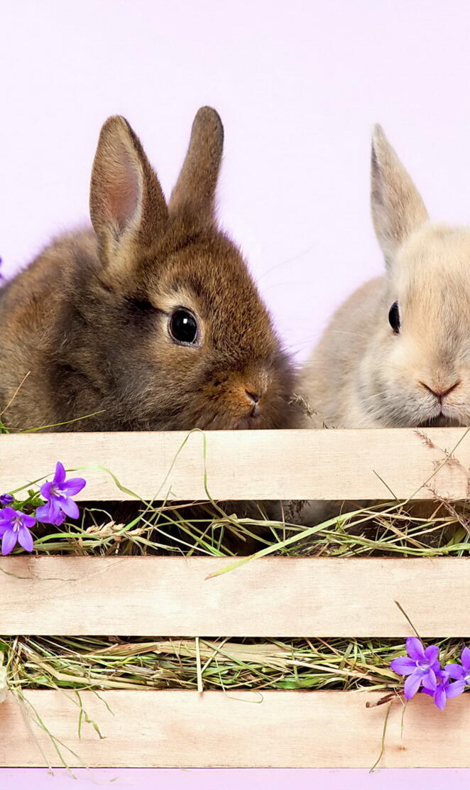 Spring Bunnies