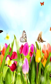 Spring Butterflies