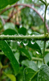 Rainy Stems