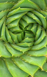 Aloe Spiral