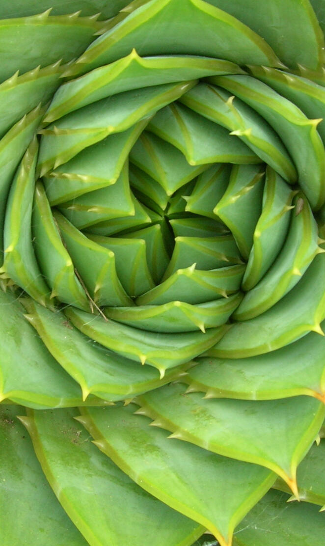 Aloe Spiral