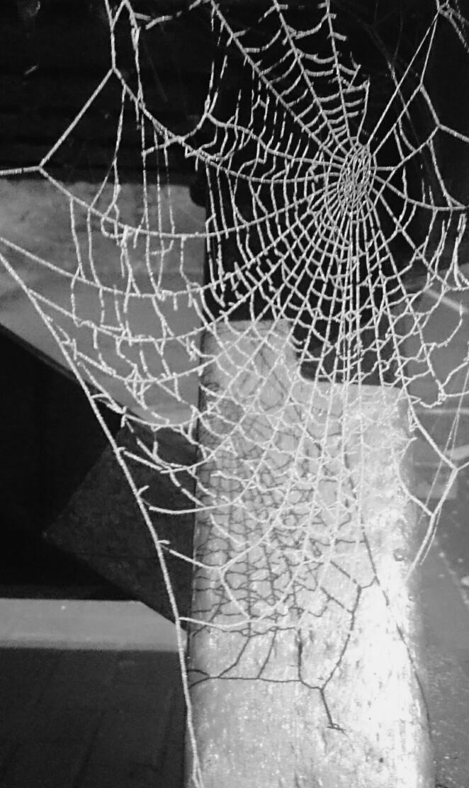 Spider Web