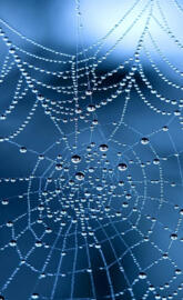 Web of Dew