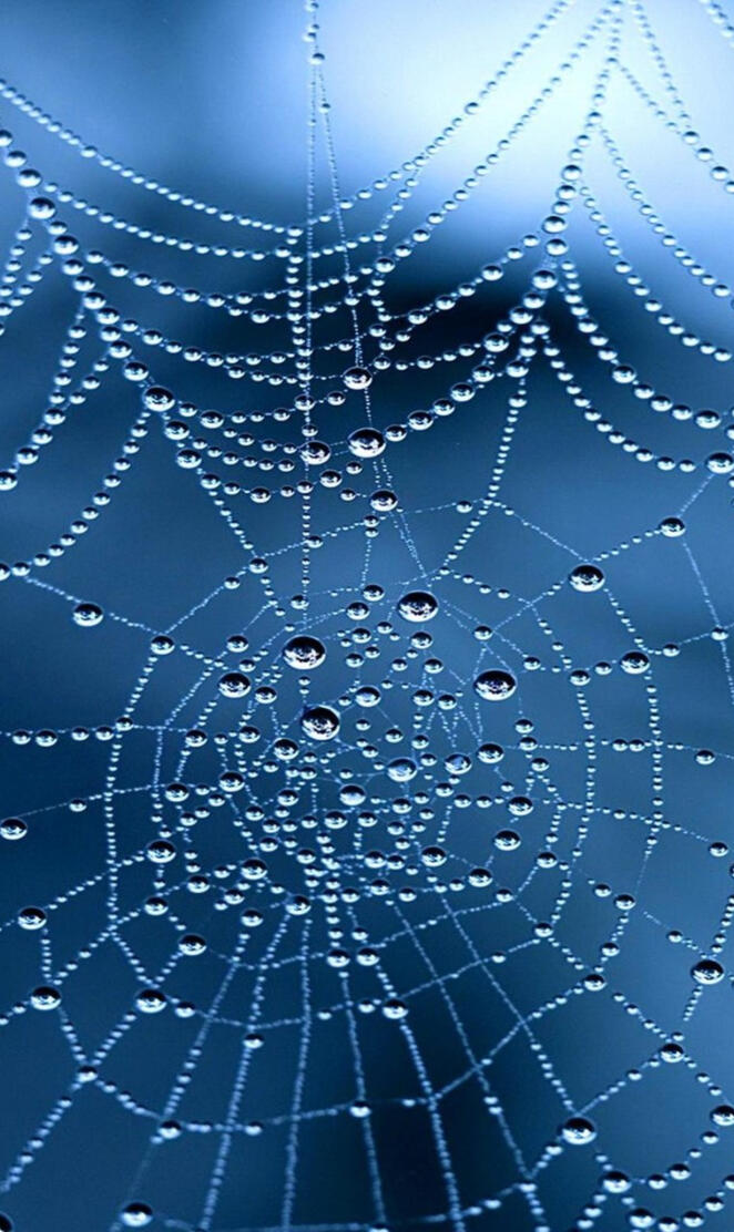 Web of Dew
