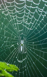 a spider in a web