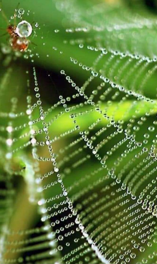 spider web in the morning