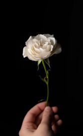 White Rose