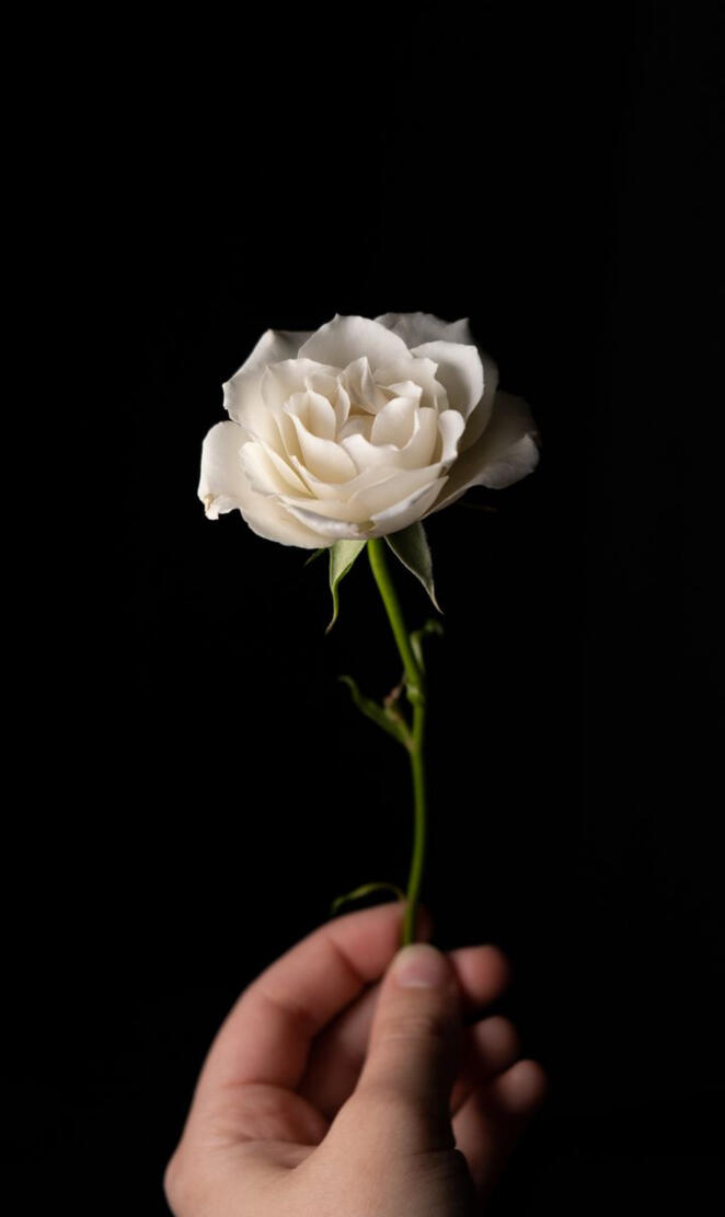White Rose