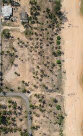 Seashore With Coconut Trees