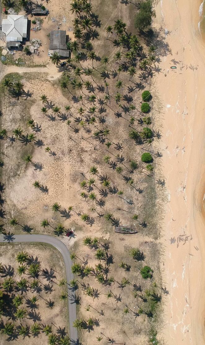 Seashore With Coconut Trees