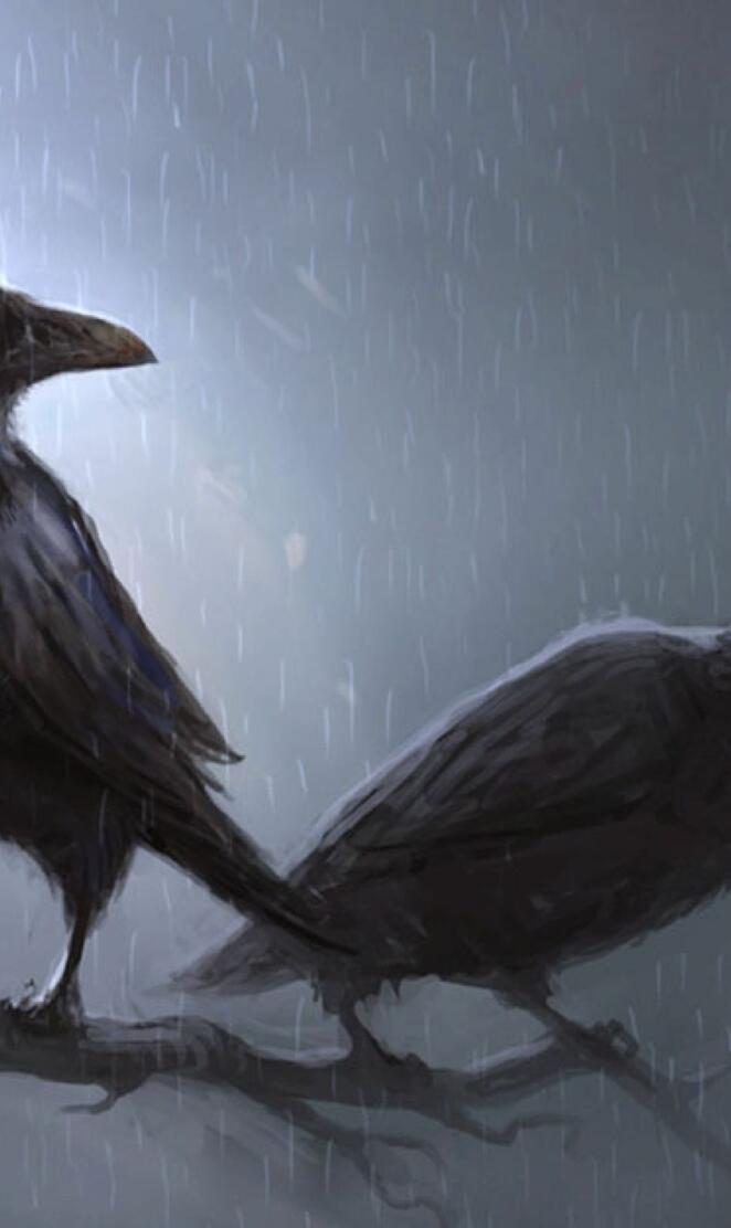 Crow - Raven
