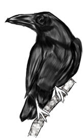 Crow