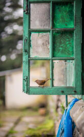 Window in Bird
