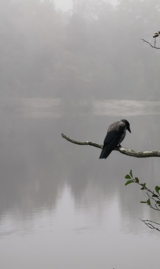 Lonely crow