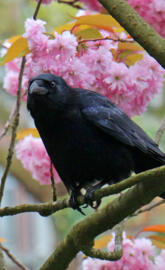 Crow in flowers