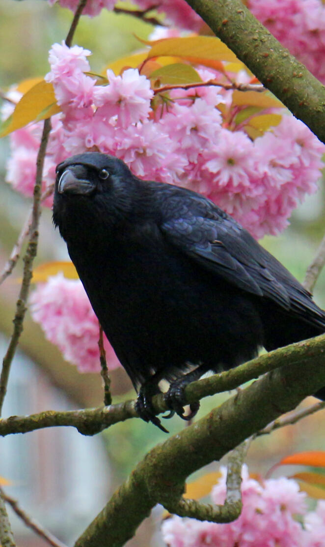 Crow in flowers