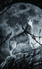 Wolf in moon