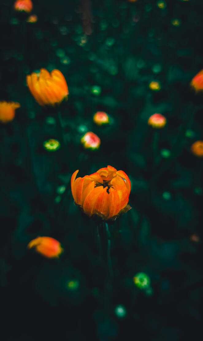 Orange flower buds