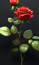 Red rose with bud