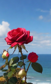 Sea and rose