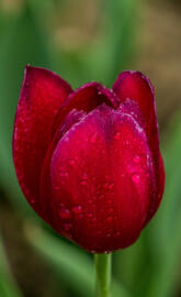 tulip