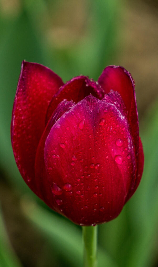 tulip