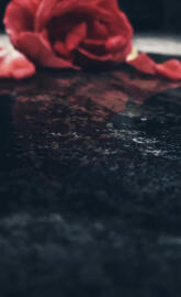 Little red rose died