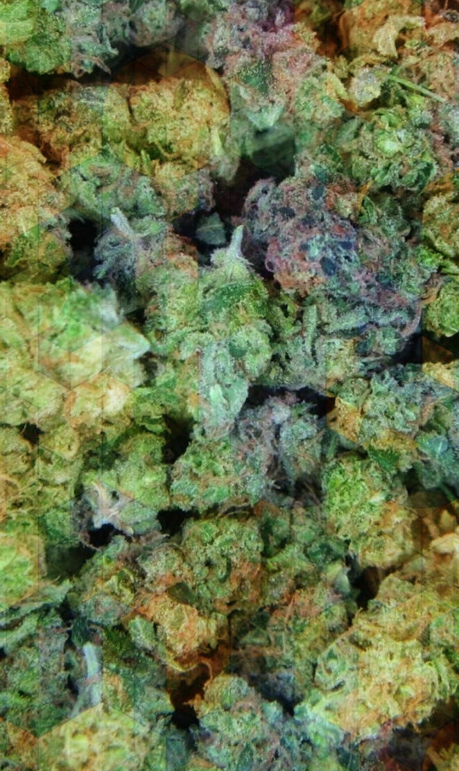 Rainbowbud