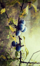 blueberries