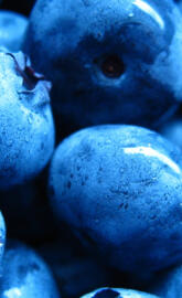 Blueberries