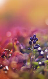 Blackfruitsbokeh
