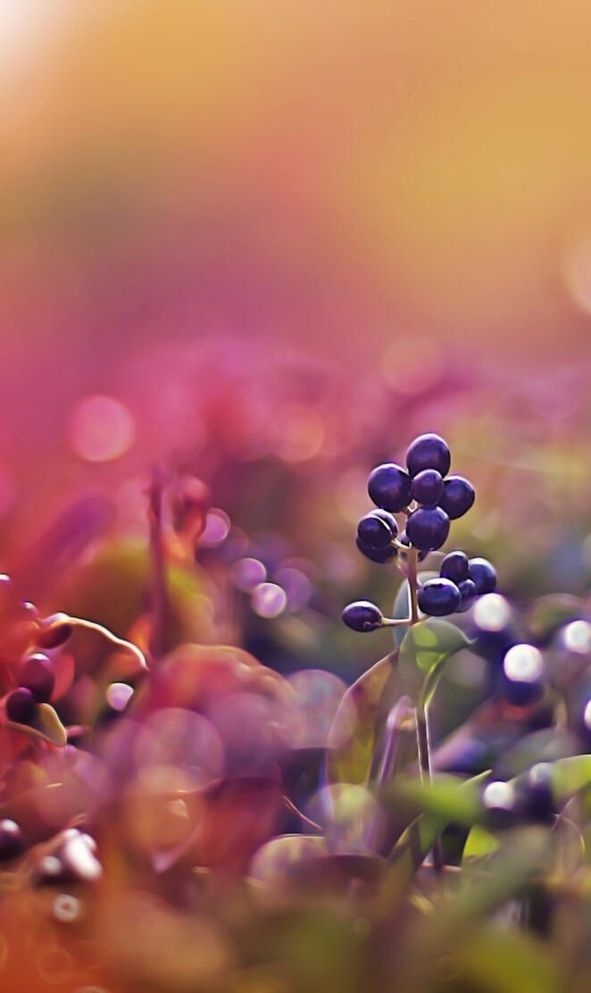 Blackfruitsbokeh