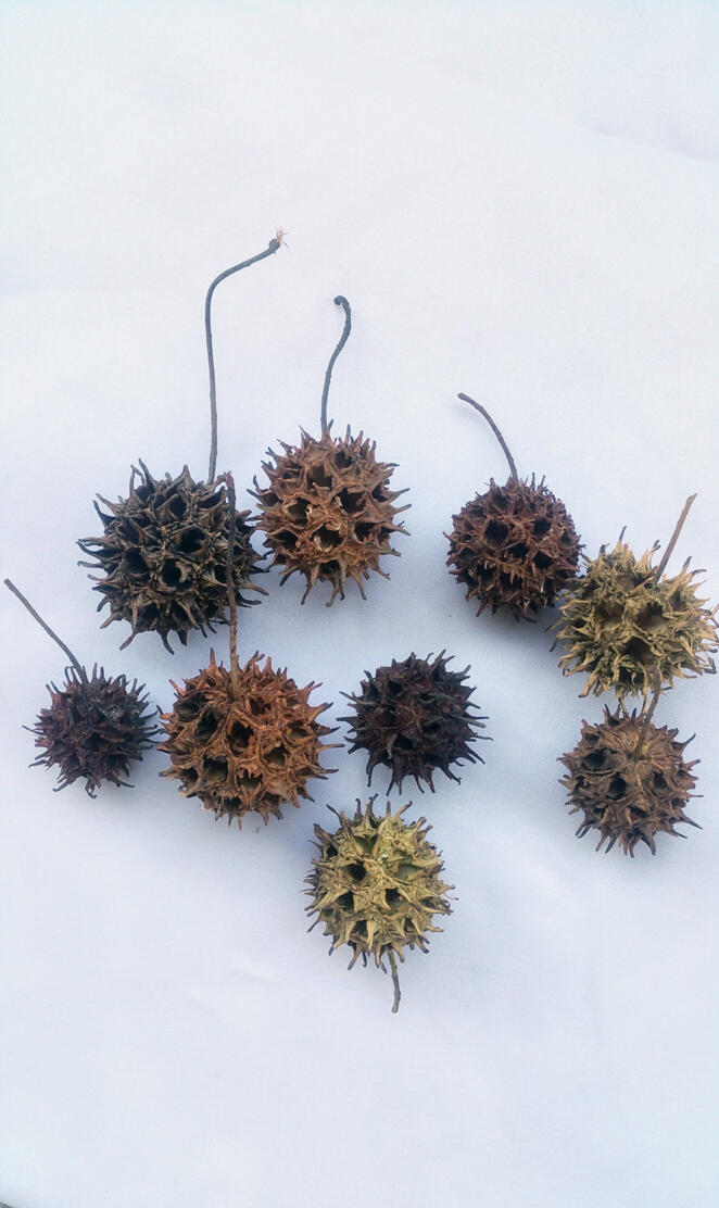 Sweet gum seeds